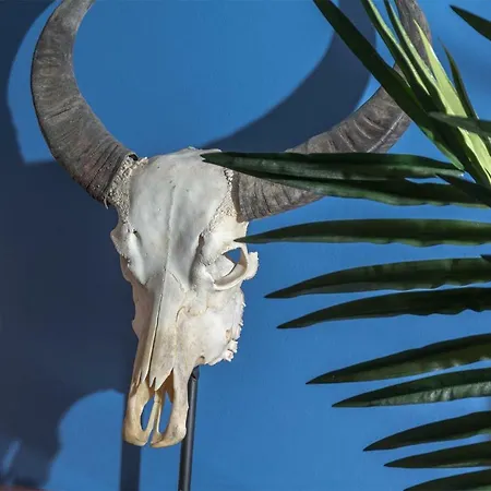 Ziggy Blues أرّاثيفي